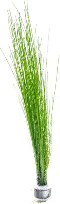 Live Aquarium Stem Plants - Freshwater Aquatic Plant for Fish Tanks, Aquascaping - (Eleocharis Vivipara, 1 Bunch)