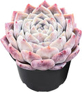 Live Succulent Echeveria 'White Bottle', Approx 2-inch Large, Potted Succulents, Fully Rooted, Easy Care House Plants