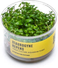 Ultum Nature Systems Staurogyne Repens Tissue Culture Live Plant for Aquarium, Aquascape, Freshwater Fish Tanks - 100% Snail Free in Vitro