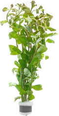 Live Aquarium Stem Plants - Freshwater Aquatic Plant for Fish Tanks, Aquascaping - (Ludwigia Senegalensis, 1 Bunch)