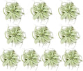 Air Plants - Tillandsia Xerographica, Large 5-7” - 10ct - Live Arrival Gauranteed - House Plants for Home Decor & Gift