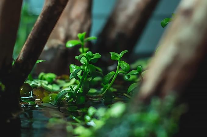 Live Aquarium Stem Plants - Freshwater Aquatic Plant for Fish Tanks, Aquascaping - (Bacopa Monnieri Moneywort, 1 Bunch)