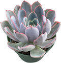 Live Succulent Plants Echeveria 'Herra', Easy Care Potted Succulents, Approx 4" D x 7" H, Indoor Houseplant, Unique Gifts, Home Office Décor