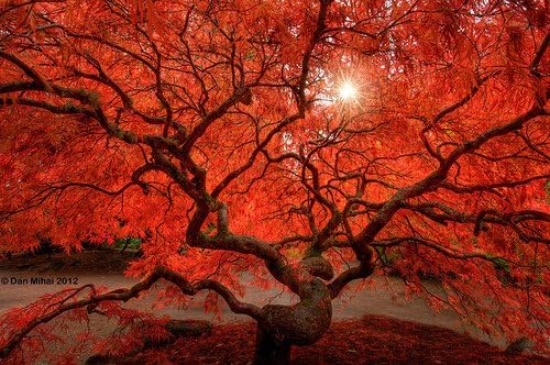 Red Dragon Weeping Japanese Maple - 3 Year Live Plant
