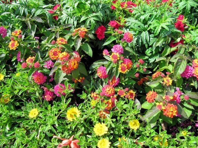 Lantana Confetti | 30 Live Plants | Lantana Camara | Colorful Garden Shrub | Drought Tolerant Perennial Plants