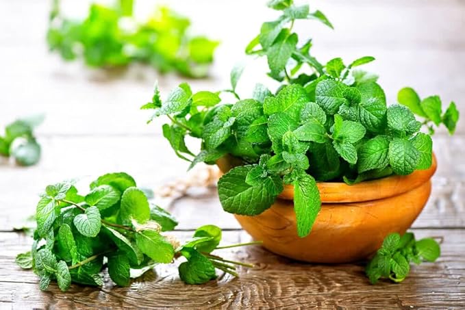 Spearmint Plant Potting Soil - Elevate Your Spearmint Garden with Professional Grade Nutrient-Rich Mix - 3 Quart