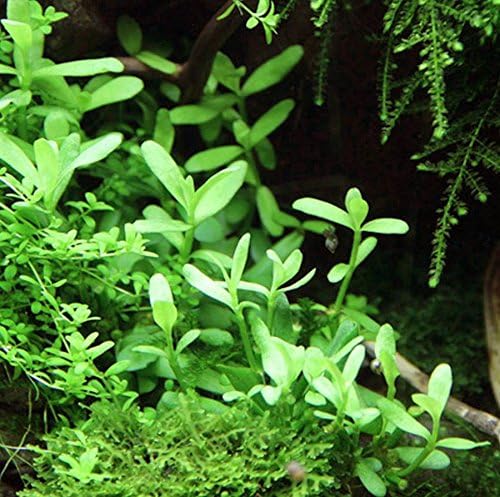 Bacopa Monnieri Moneywort Potted Live Aquarium Decorations Aquatic Plants for Fish Tank by Mainam