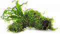 Live Aquarium Plants on Driftwood, Lava Rock, Moss, Fiber Mat - Freshwater Fish Tanks - Easy, Beginner Friendly (Java Fern Windelov with Moss, Driftwood (Medium))