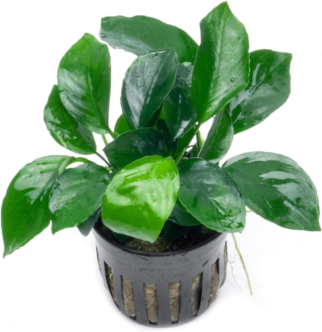 Anubias Live Aquarium Plants - Potted Freshwater Plant for Fish Tanks, Terrariums - Beginner Friendly Low Light (Barteri Broad Leaf, 5 Pots)