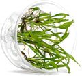 UNS Snail Free TC Jwala Crypt (Cryptocoryne spiralis 'Jwala') - Medium Light, Green-Red Aquatic Plant, Midground to Background Placement - Rosette Growth - Tissue Culture - 1 Pack