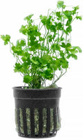 Live Aquarium Stem Plants - Freshwater Aquatic Plant for Fish Tanks, Aquascaping - (Diamond Ludwigia Peruensis, 1 Bunch)