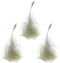 Live air Plant - Tillandsia Tectorum Air Plant 4-6" – 3ct – Unique Shape with Silvery Fuzz – Low Maintenance Houseplant – Perfect for Decor, Terrariums, Gifts - Live Arrival Guaranteed