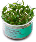 Ultum Nature Systems Cryptocoryne Wendtii Green Tissue Culture Live Plant for Aquarium, Aquascape, Freshwater Fish Tanks - 100% Snail Free in Vitro