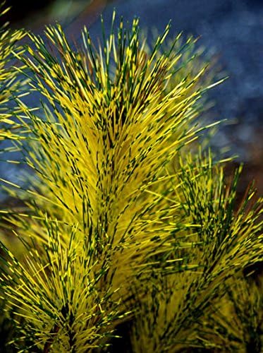 Dragon Eye Japanese Red Pine - Pinus densiflora 'Burkes Red Variegated' - Holds ITS Yellow Bands Much Better Than Other Variegated Pines 3 -Year Tree