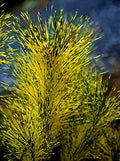 Dragon Eye Japanese Red Pine - Pinus densiflora 'Burkes Red Variegated' - Holds ITS Yellow Bands Much Better Than Other Variegated Pines 3 -Year Tree