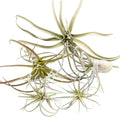 CHIVE Artificial Air Plants — Bulk Set of 5, Medium — Ultra Realistic Fake Tillandsia Bromeliad Plants — Decorative Faux Succulents for Home & Office Decor — No Care Needed!