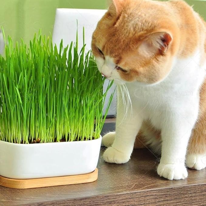 Premium Cat Grass Potting Mix - Provide Your Feline Friend with a Natural and Nutritious Snack - 1 Quart
