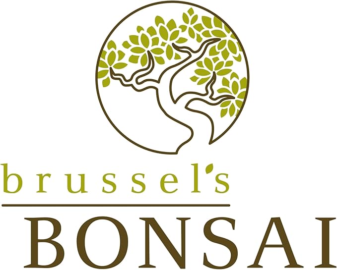 Brussel's Bonsai Live Ginseng Grafted Ficus Indoor Bonsai Tree Gift Set - Small, 4 Years, 6 to 8 in - Ceramic Bonsai Pot, Fertilizer, and Humidity Tray