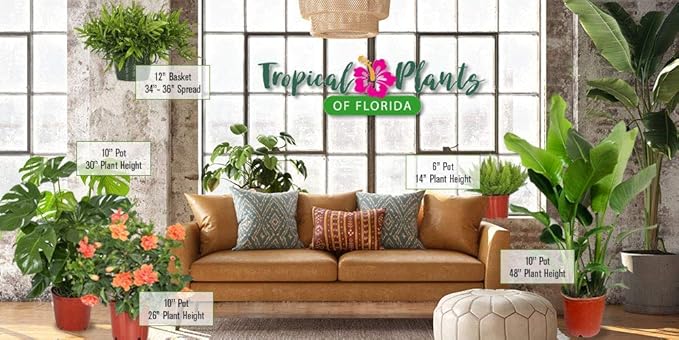 Fiesta Hibiscus Bush - Live Hibiscus Flowering Plant - Tropical Flower Plant - 1 Gallon Planter - Overall Height 10" to 14" - Tropical Plants of Florida (Plant Only)