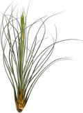 Air Plants - Tillandsia Juncea, Jumbo 8-12" - 1ct - Live Arrival Guaranteed - House Plants for Home Decor & Gift