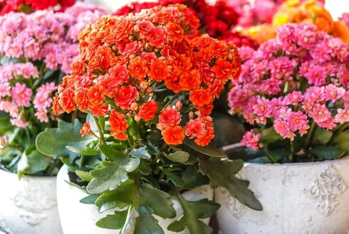 Kalanchoe Plant Premium Potting Mix - 20 Quart - Optimize Growth with Natural Ingredients (4 Bags of 5 Quartz)
