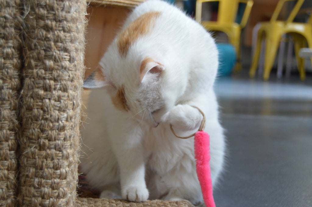 🌿🐱 A-Lure-Ring Cat Toy – Eco-Friendly Hunting Ring with Flutter Tail