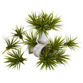 Mini Spiky Agave Succulent Plant (Set of 12)