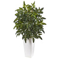 Bracken Fern with White Planter