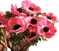 Easy to Grow Anemone Italian Mistral Plus Rosa Shocking - 10 Plant Bulbs, Rose-Pink Flowers in Spring Gardens Full Sun