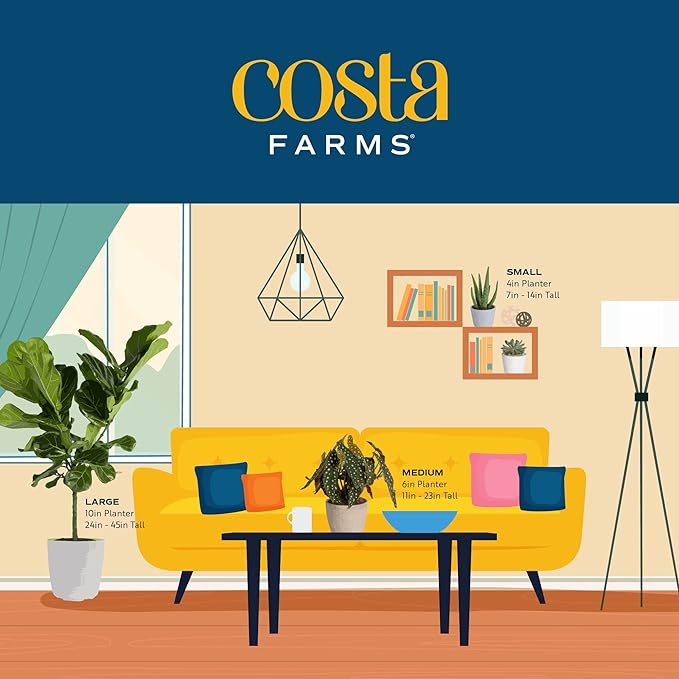Costa Farms Golden Pothos Live Plant, Easy to Grow Vining Live Indoor Houseplant in Décor Planter, Real Housewarming Plant Gift, Home or Room Decor, 8-Inches Tall