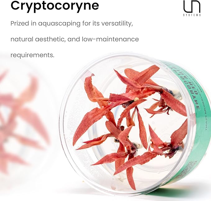 Ultum Nature Systems Cryptocoryne Wendtii Tropica Tissue Culture Live Plant for Aquarium, Aquascaping, Freshwater Fish Tanks - 100% Snail Free in Vitro