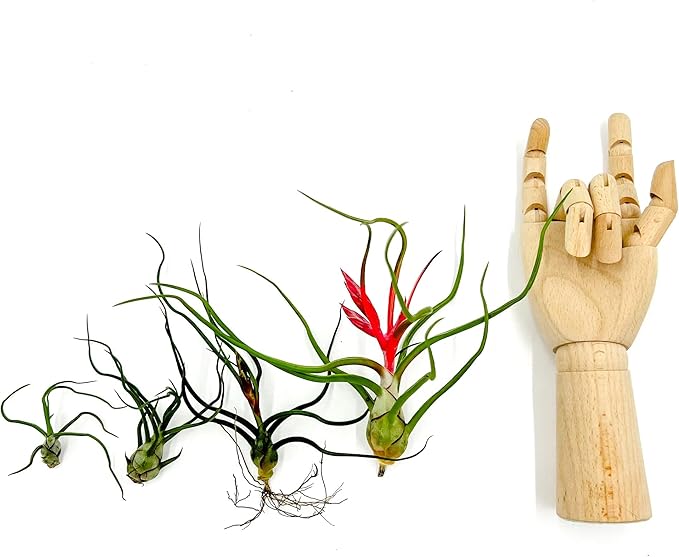 Air Plants - Flowering Tillandsia Bulbosa Belize, Giant 7-9" - 1ct - Live Arrival Guaranteed - House Plants for Home Decor & Gift