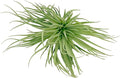 Air Plants - Flowering Tillandsia Rose BAER, Large 5" - 1ct - Live Arrival Guaranteed - House Plants for Home Decor & Gift