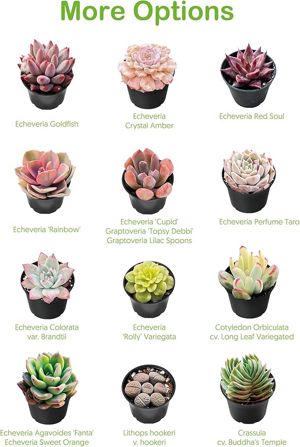 Live Succulent Donkey Tails, Approx 2-inch Large, Potted Succulents, Fully Rooted, Easy Care House Plants