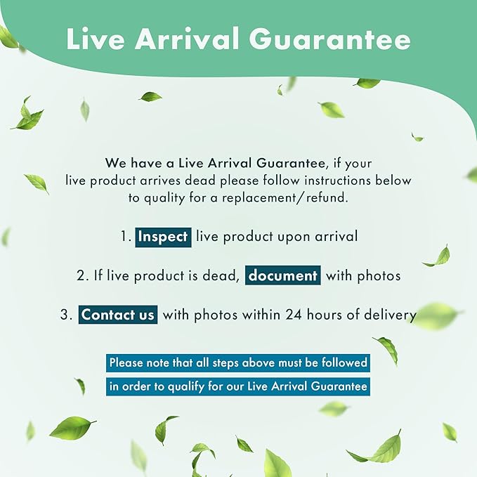 Amazon Sword Echinodorus Bleheri Live Plant for Freshwater Aquariums, Natural Fish Tank Decorations, and Aquatic Decor (1 Pot (2-3 Plants))