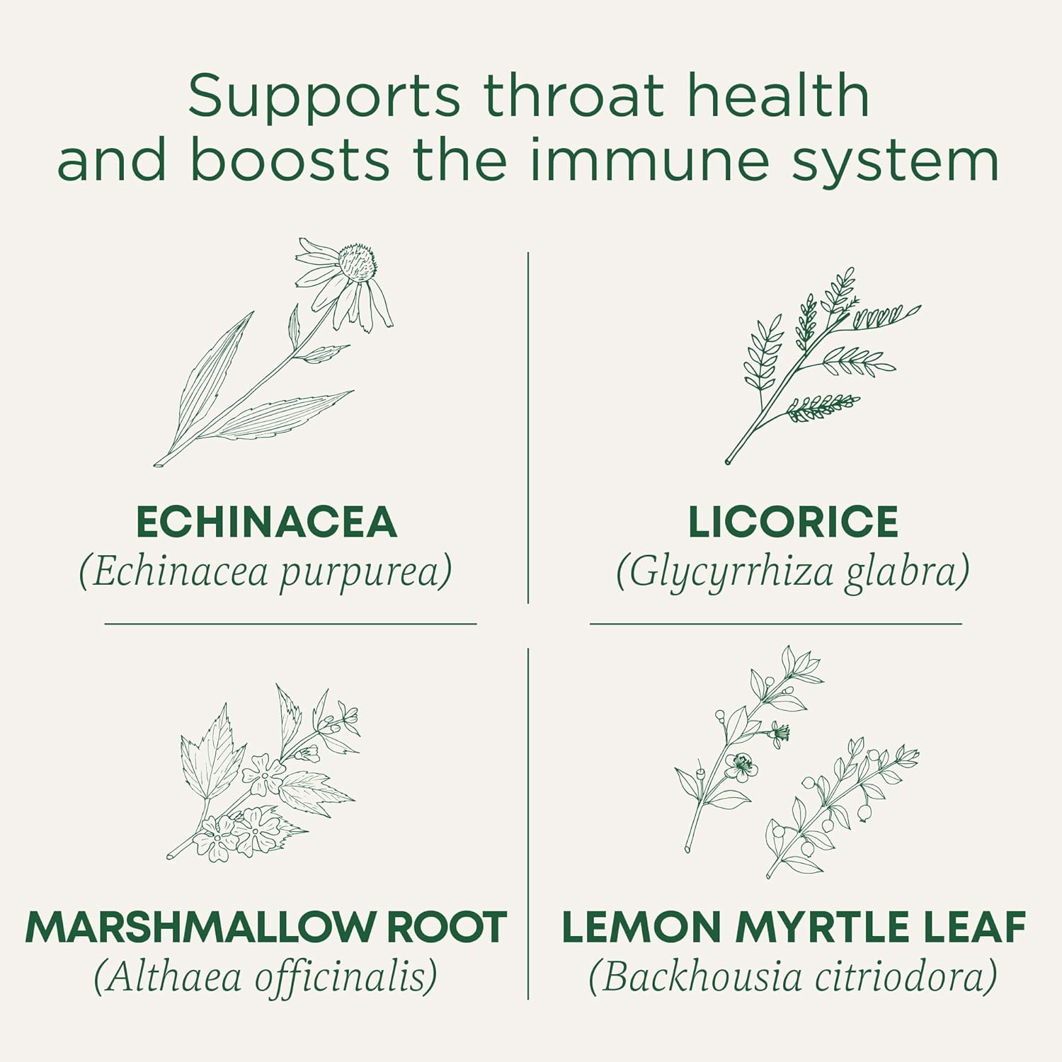 Traditional Medicinals Organic Lemon Echinacea Throat Coat Tea, 16 Bags, Case of 6 – Immune Support, Sore Throat Relief