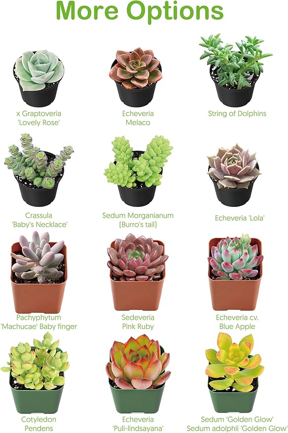 Live Succulents Aeonium 'Pink Wich' (4-inch), Succulent Plants Fully Rooted in Pots with Soil, Easy-Care House Plant for DIY, Home Office Decor, Wedding Party Favor