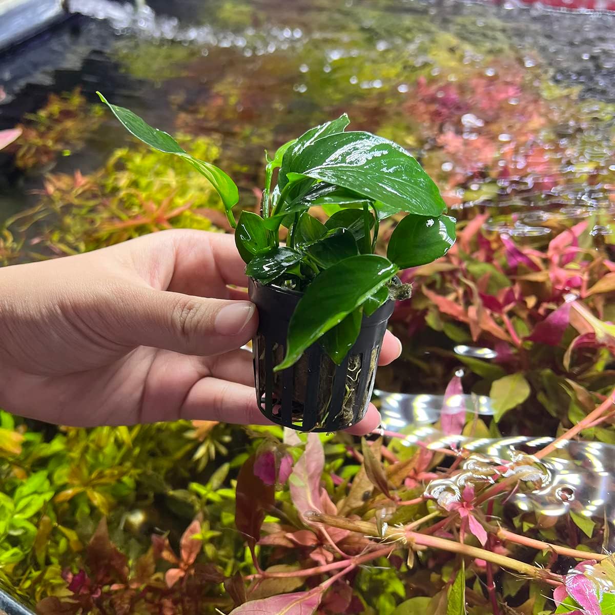 Anubias Live Aquarium Plants - Potted Freshwater Plant for Fish Tanks, Terrariums - Beginner Friendly Low Light (Barteri Broad Leaf, 1 Pot)