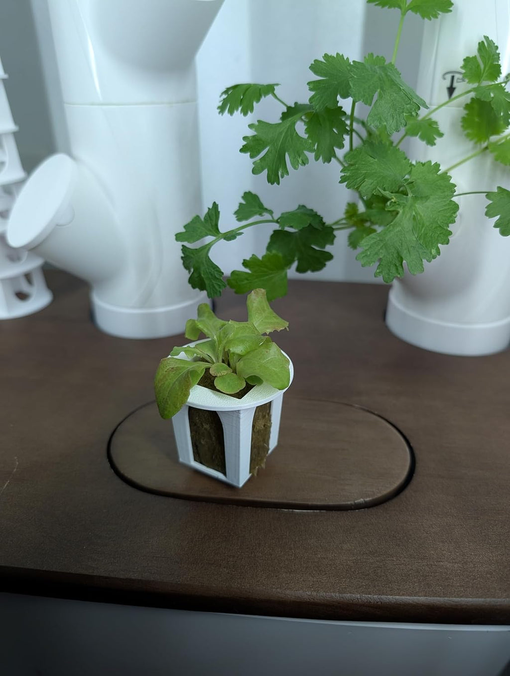 Grow Cubes for Hydroponic System/Compatible with Gardyn (5 Grow Cubes)