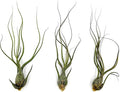 Live Air Plants - Tillandsia Butzii, Jumbo 7-9" - 3ct - Live Arrival Guaranteed - House Plants for Home Decor & Gift