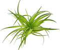 Live Air Plants - Tillandsia Geminiflora 1-3" - 1ct – ragnaroc Live Indoor Plant - Live Arrival Guaranteed - House Plants for Home Decor & Gift
