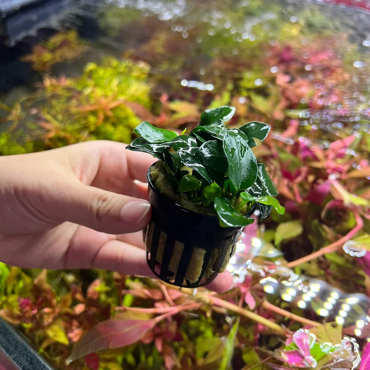 Anubias Live Aquarium Plants - Potted Freshwater Plant for Fish Tanks, Terrariums - Beginner Friendly Low Light (Barteri Petite Round, 1 Pot)