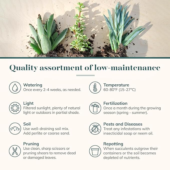 Shop Succulents Colorful Succulent Plant Pack 2" Grow Pot Pack of 12
