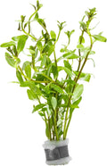 Live Plants - Ammannia Sulawesi - Orange to Pink Stem Plant for High Light Freshwater Aquarium Aquascapes, Midground to Background, Orange, Pink, Green Accent - Lead Bunch