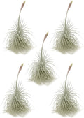 Live air Plant - Tillandsia Tectorum Air Plant 4-6" – 5ct – Unique Shape with Silvery Fuzz – Low Maintenance Houseplant – Perfect for Decor, Terrariums, Gifts - Live Arrival Guaranteed