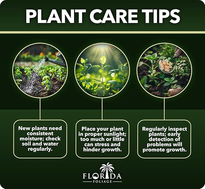 Lantana Confetti | 20 Live Plants | Lantana Camara | Colorful Garden Shrub | Drought Tolerant Perennial Plants