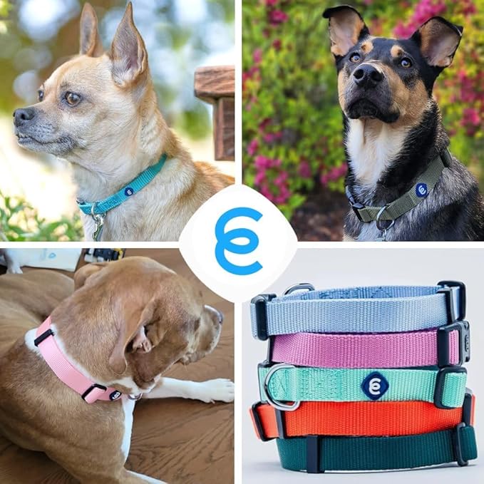 Blueberry Pet Essentials Medium Dog Collar in Black | Adjustable & Eco-Friendly Durable Nylon Strap | Classic Collar for Medium Dogs, Boy & Girl Pets