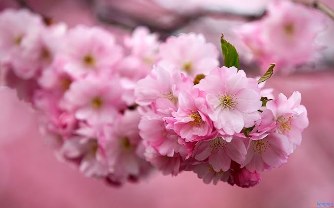 Live Kwanzan Cherry Blossom Tree – 8-12" Tall, Ornamental Pink Flowers