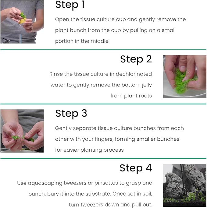 Ultum Nature Systems Cryptocoryne Wendtii Brown (Indonesian) Tissue Culture Live Plant for Aquarium, Freshwater Fish Tank, Aquascaping - 100% Snail Free in Vitro