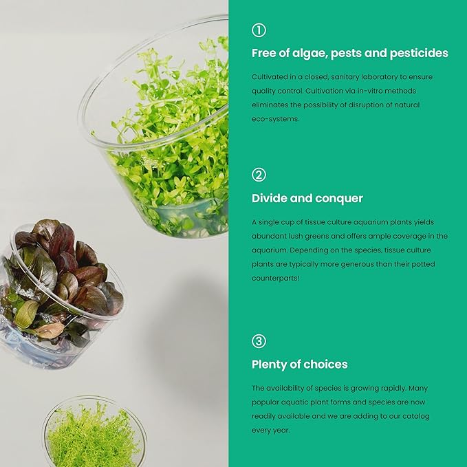 Ultum Nature Systems Cryptocoryne Wendtii Green Tissue Culture Live Plant for Aquarium, Aquascape, Freshwater Fish Tanks - 100% Snail Free in Vitro